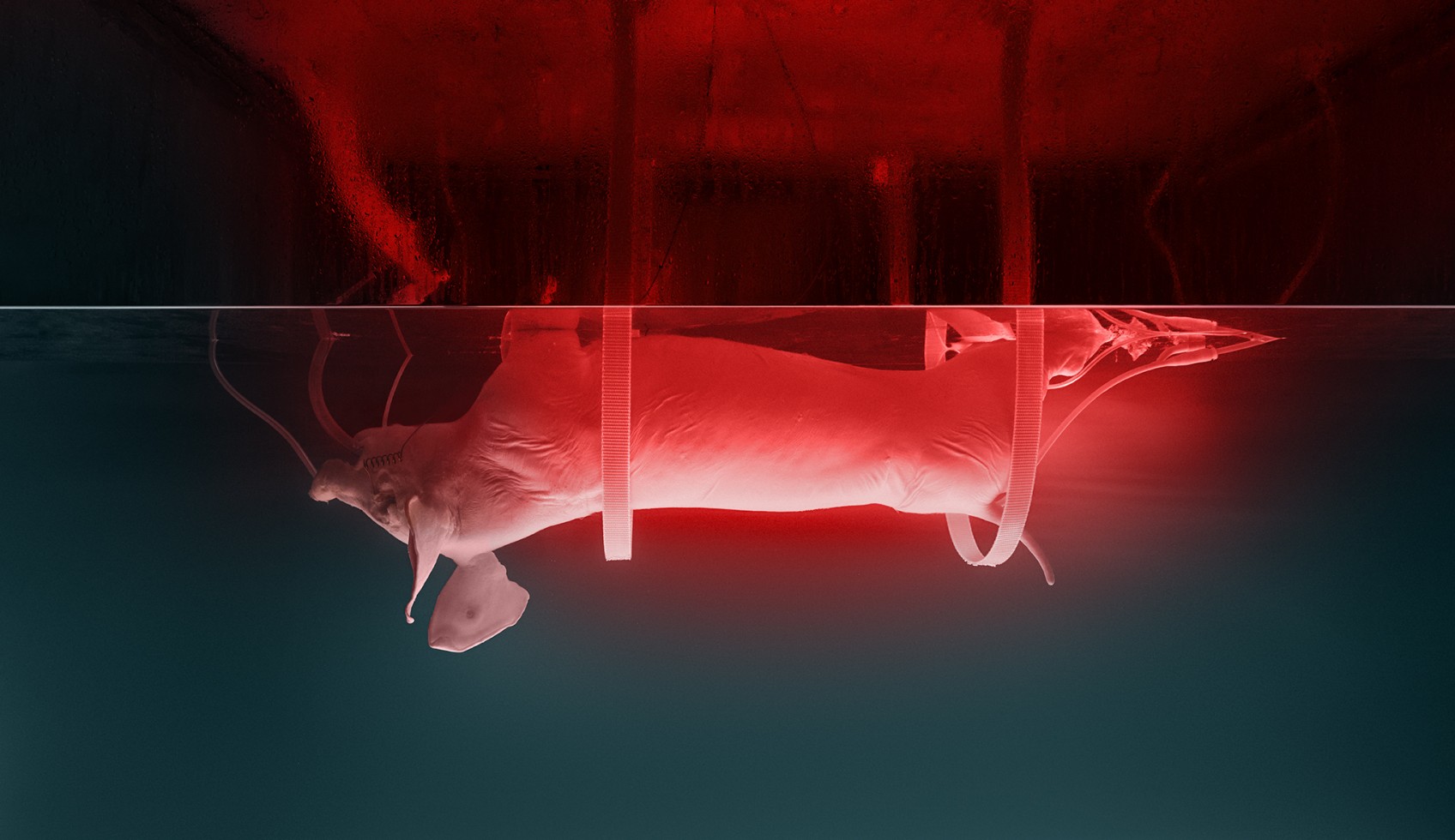KNOCKOUT PIG